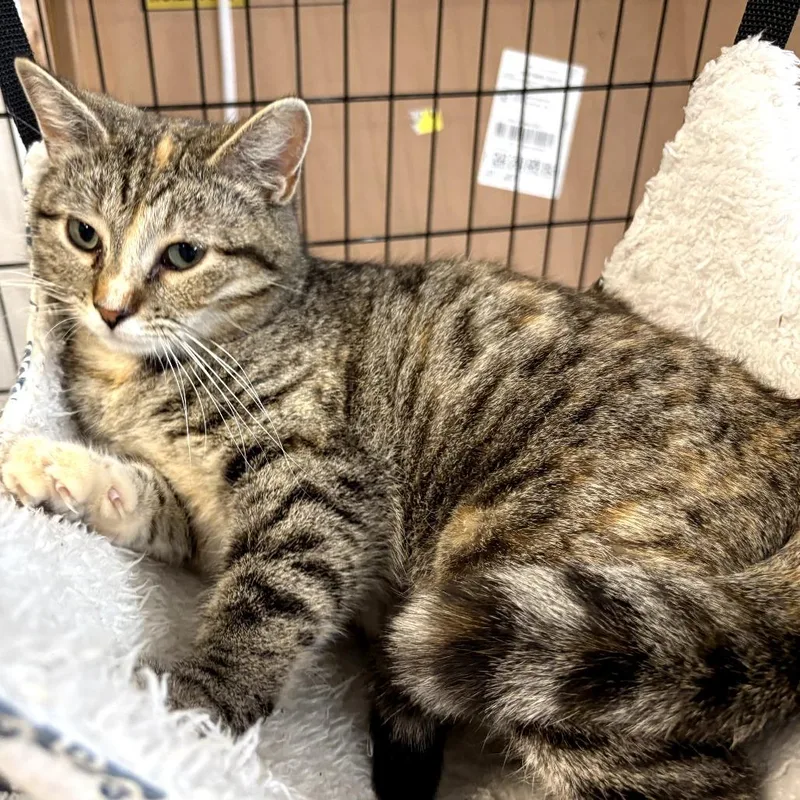 Mirabelle thumbnail 2