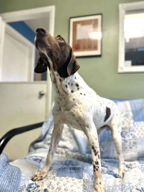 An adult large-sized male German Shorthaired Pointer dog named John Wayne for adoption in Muskegon, MI