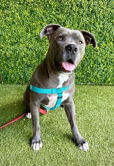 An adult large-sized male Terrier dog named Ares for adoption in Naples, FL