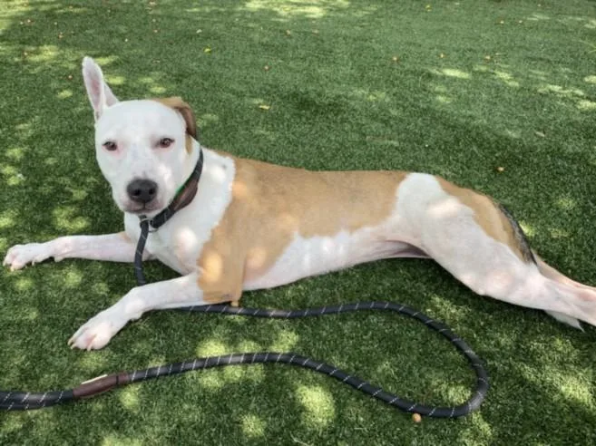 An adult medium-sized female Staffordshire Bull Terrier dog named Zilli for adoption in Chatsworth, CA