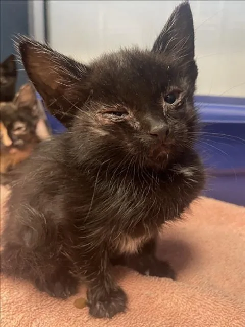 A baby small-sized female Domestic Short Hair cat named Vina for adoption in Tracy, CA