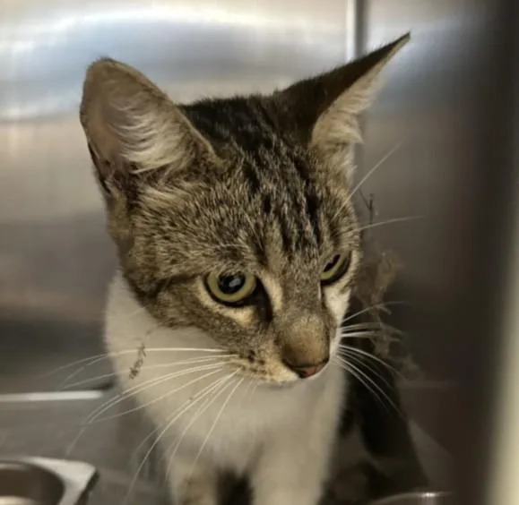 A young large-sized female Domestic Short Hair cat named Stella for adoption in San Pedro, CA