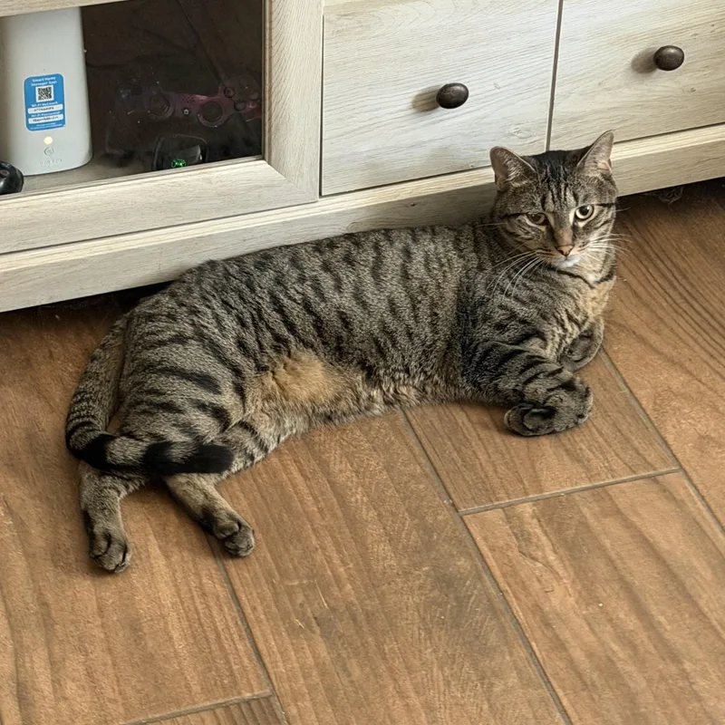 An adult large-sized male Tabby (Gray / Blue / Silver) Domestic Short Hair cat named Sammy for adoption in Belleville, IL