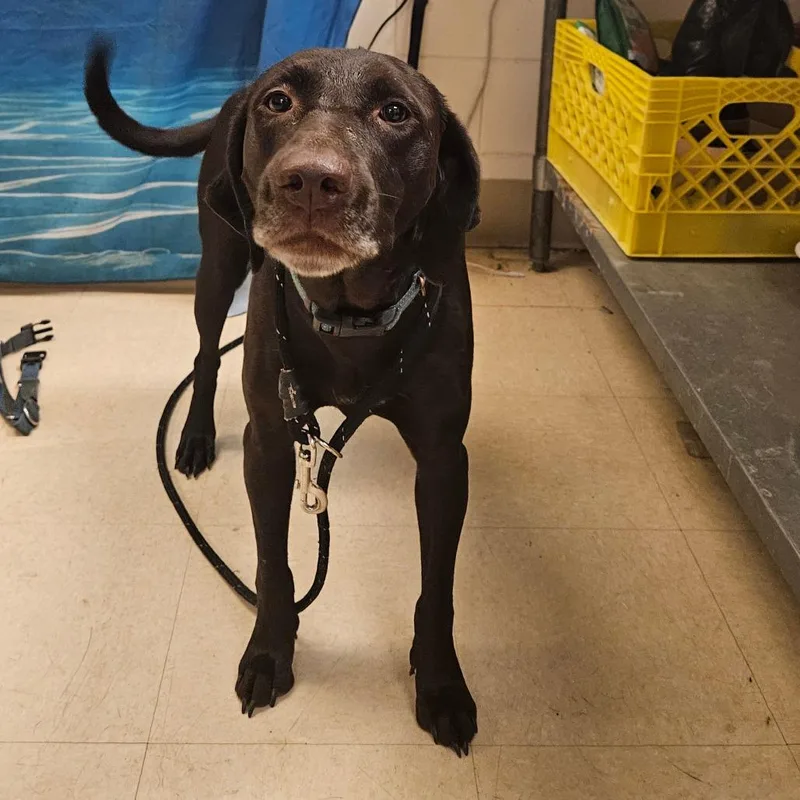 An adult medium-sized female Mixed Breed dog named Liberty for adoption in Lake Panasoffkee, FL