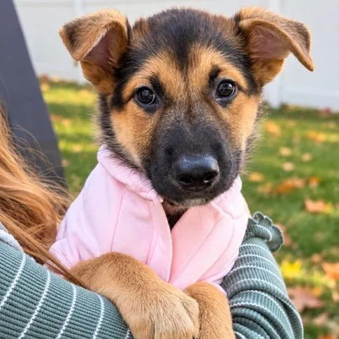 A baby small-sized female Black Mixed Breed dog named Ring Pop for adoption in Buffalo, MN