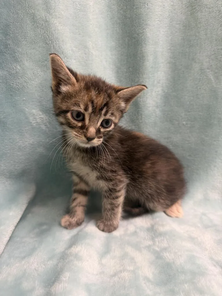 A baby medium-sized female Domestic Short Hair cat named Laalaa for adoption in Florence, SC