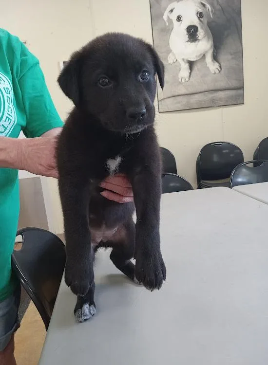 A baby large-sized female Black Labrador Retriever dog named Turnip for adoption in Austin, MN