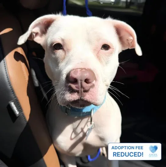 A young medium-sized female White / Cream Pit Bull Terrier dog named Tinkerbell for adoption in Naperville, IL