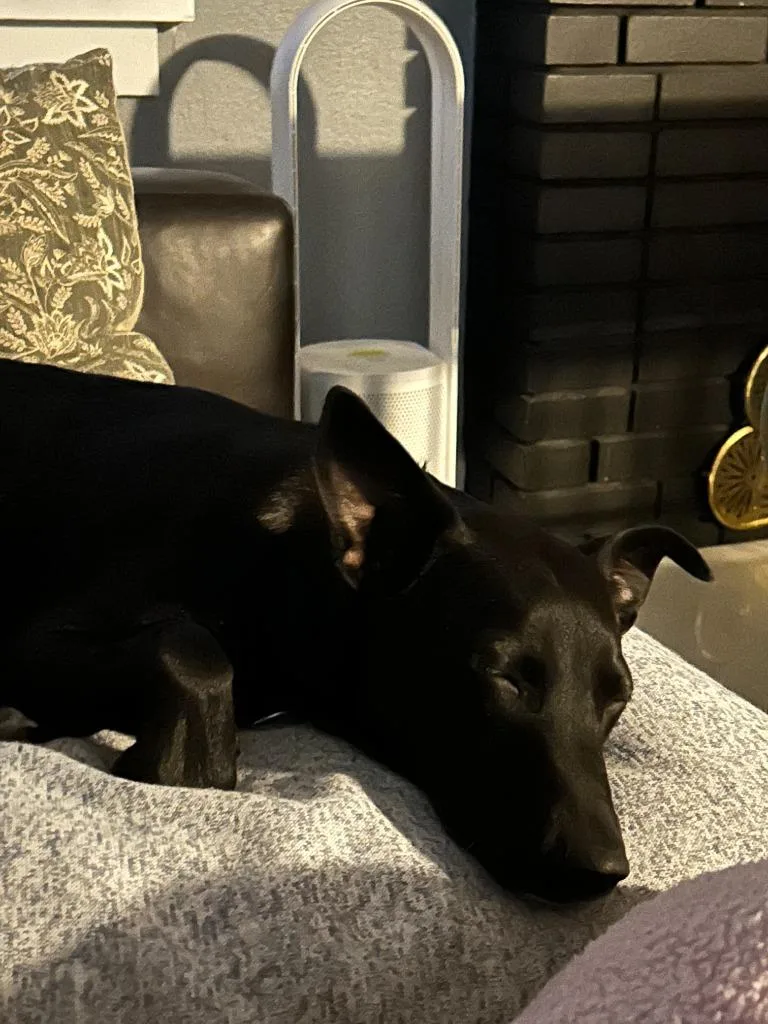 Gus thumbnail 4