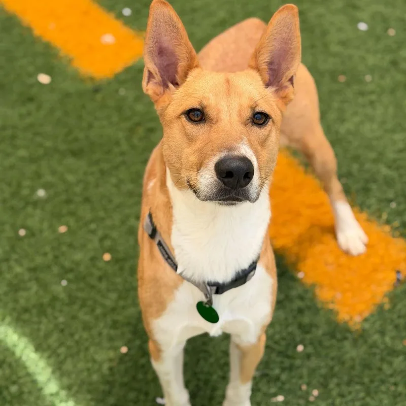 A young medium-sized male White / Cream Basenji dog named Bae Bae for adoption in New Orleans, LA