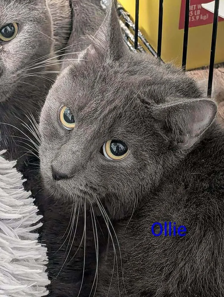 An adult medium-sized male Gray / Blue / Silver Domestic Short Hair cat named Ollie for adoption in Metamora, IL