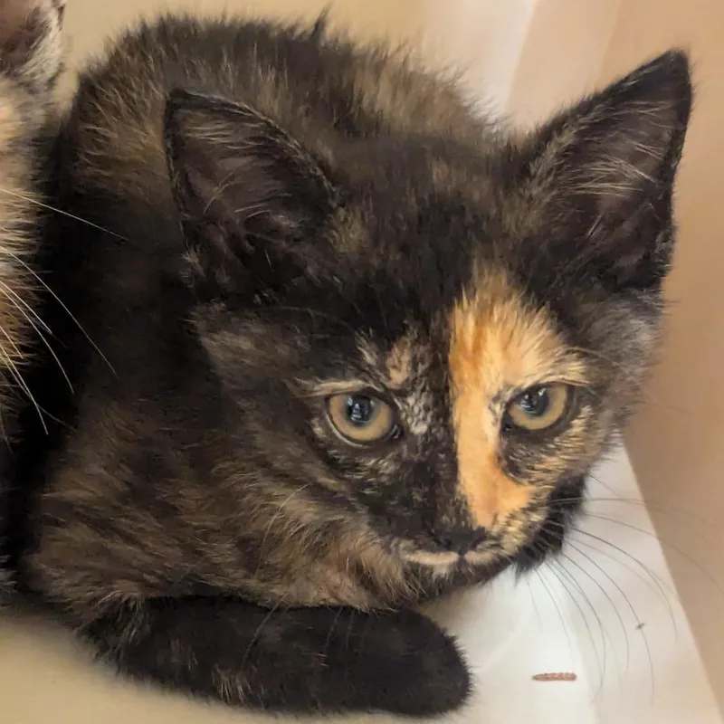 A baby small-sized female Domestic Short Hair cat named Blaze for adoption in Charlottesville, VA