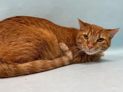 An adult small-sized male Domestic Short Hair cat named Squidward for adoption in Coon Rapids, MN