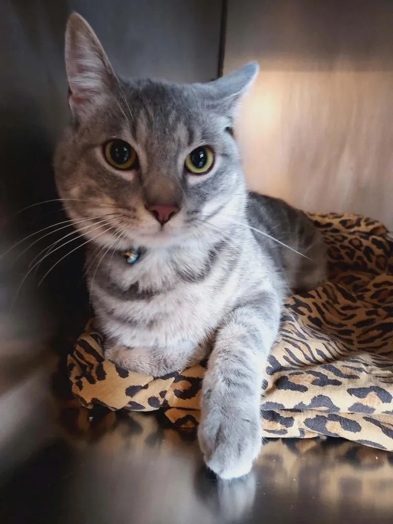 A young small-sized male Domestic Short Hair cat named Oliver for adoption in Pine Grove, PA