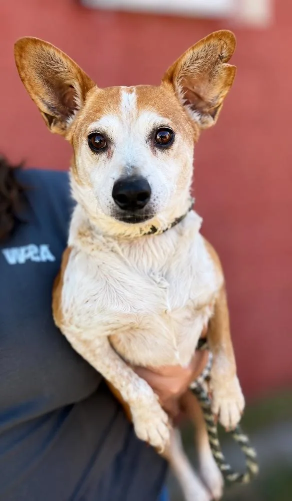A senior small-sized female Chihuahua dog named Macy for adoption in Colorado Springs, CO