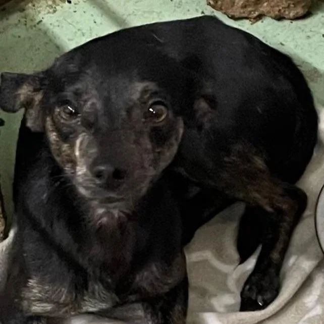 An adult small-sized male Black Chihuahua dog named Chico for adoption in Calverton, NY