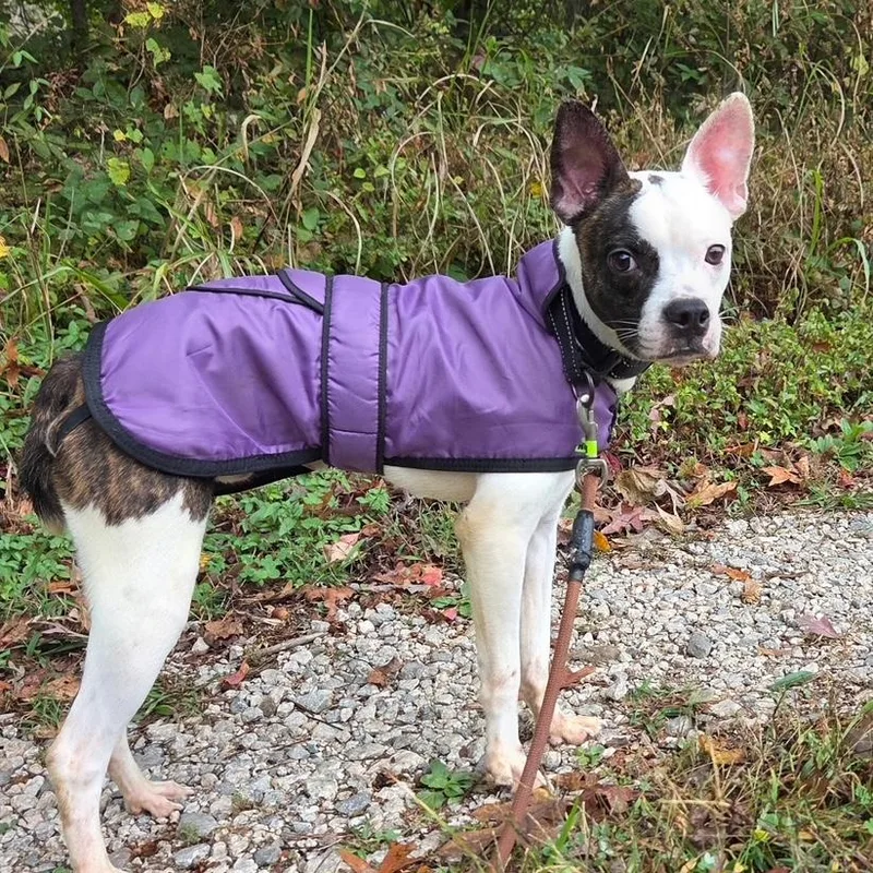 A young small-sized male Brindle Boston Terrier dog named Balto for adoption in Richmond, VA