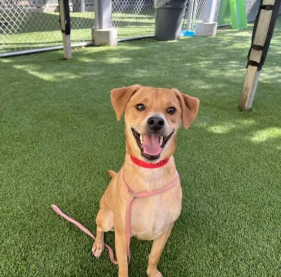 A young medium-sized male Mixed Breed dog named Scrappi for adoption in Chatsworth, CA