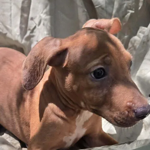 A baby small-sized male Yellow / Tan / Blond / Fawn Pit Bull Terrier dog named Aric for adoption in Jackson, LA