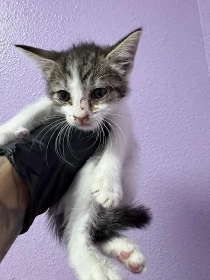 A baby small-sized female Brown / Chocolate Domestic Medium Hair cat named 61324429 for adoption in El Paso, TX
