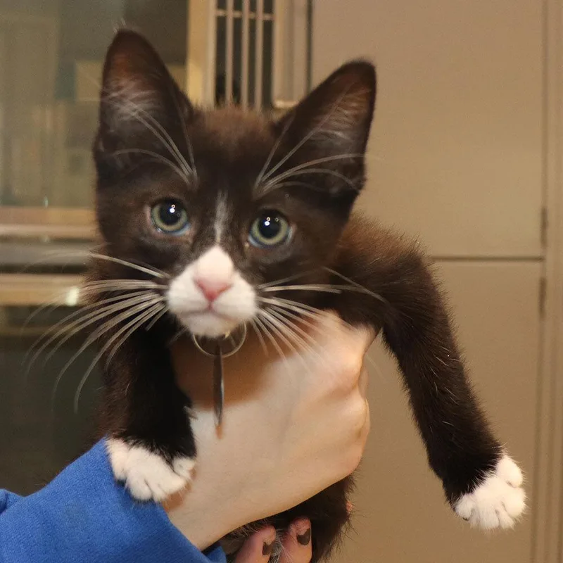 A baby small-sized male Domestic Short Hair cat named Mango for adoption in Port Washington, NY