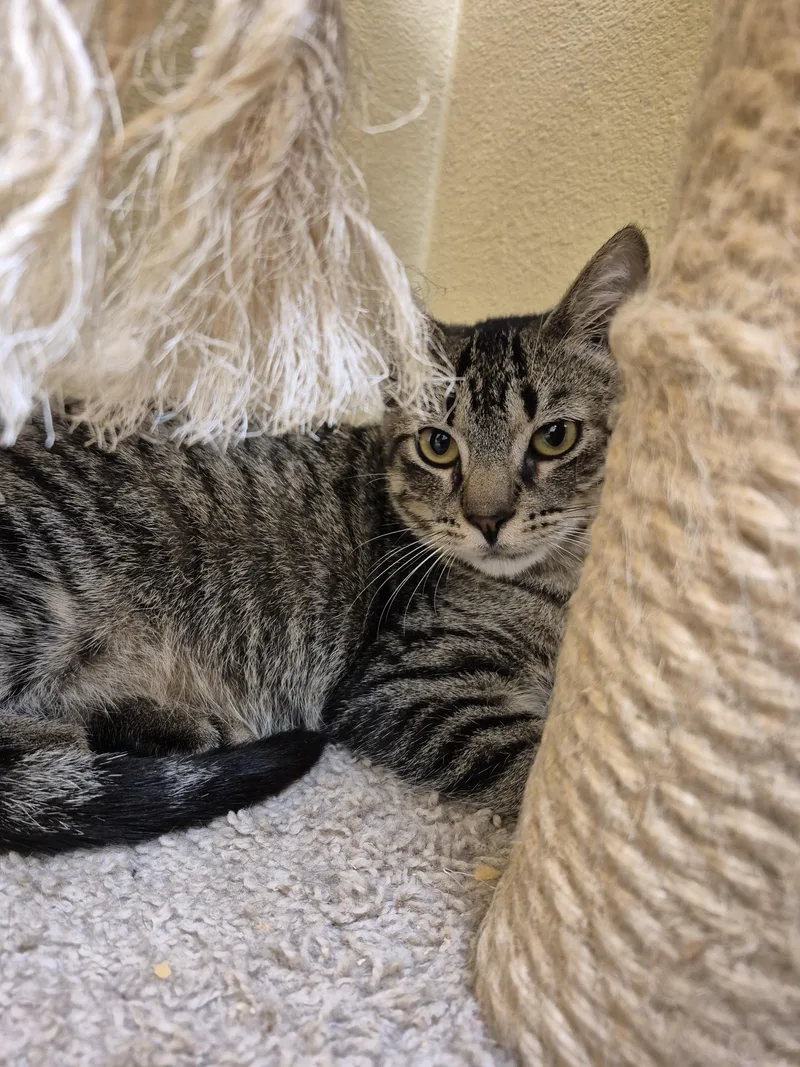 A young medium-sized male Domestic Short Hair cat named Will for adoption in Schertz, TX
