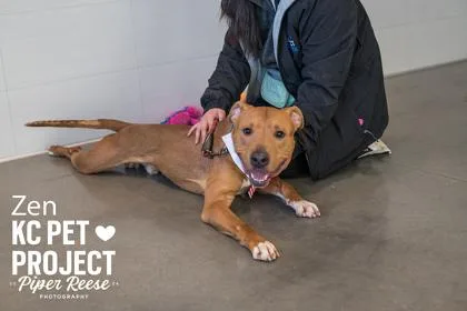 An adult large-sized male Brown / Chocolate Pit Bull Terrier dog named Zen for adoption in Kansas City, MO