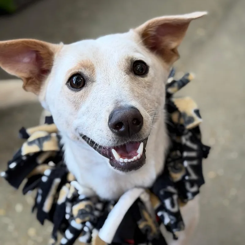 An adult small-sized male White / Cream Border Terrier dog named Jude for adoption in New Orleans, LA