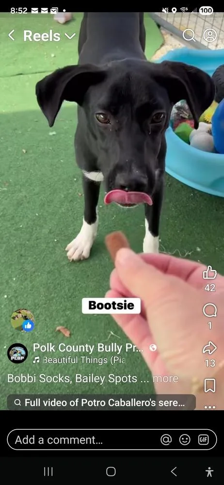 A baby small-sized female Tricolor (Brown, Black, & White) Pointer dog named Bootsie for adoption in Lakeland, FL