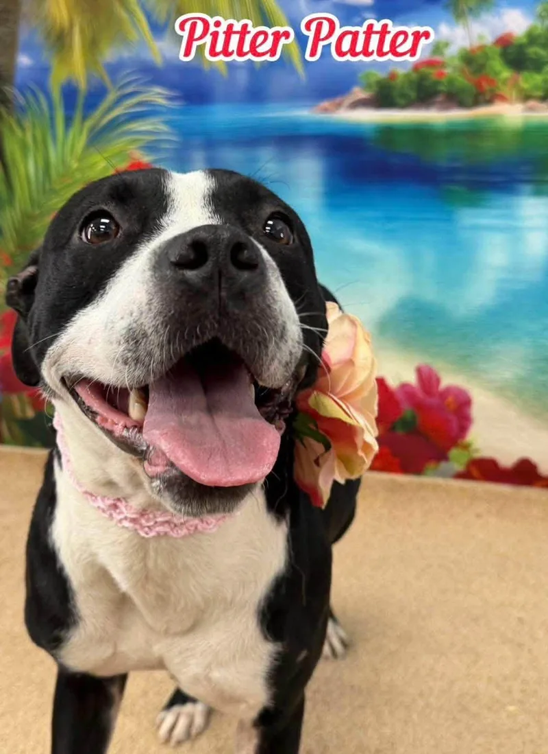 A young medium-sized female Black Mixed Breed dog named Pitter Patter for adoption in Flint, MI