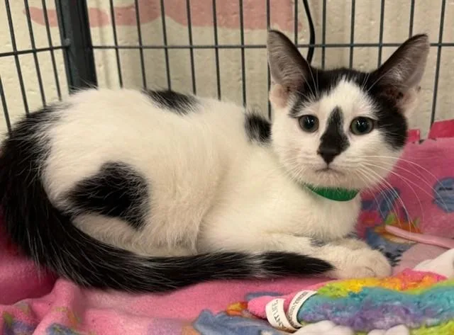 A baby small-sized male Domestic Short Hair cat named Jasper for adoption in Peoria, IL