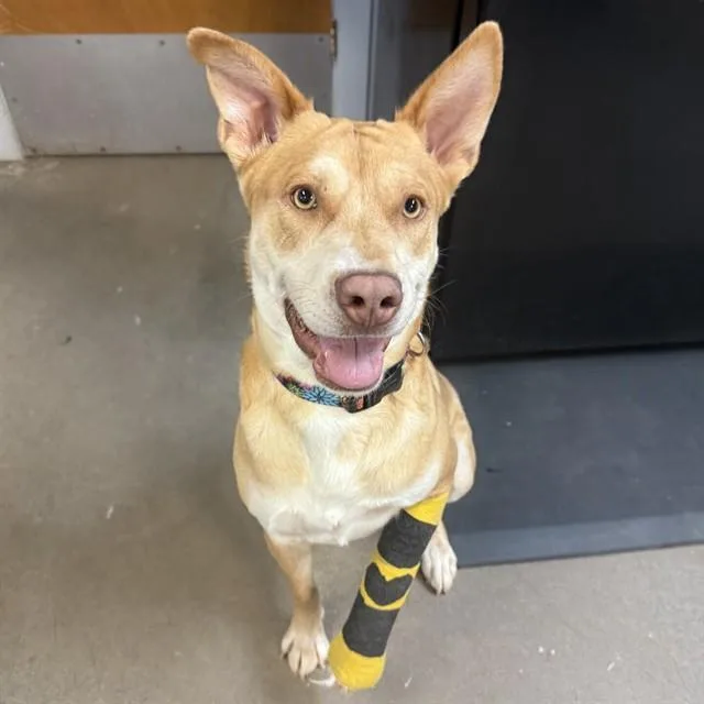 An adult medium-sized female Mixed Breed dog named Ziva for adoption in Fort Walton Beach, FL