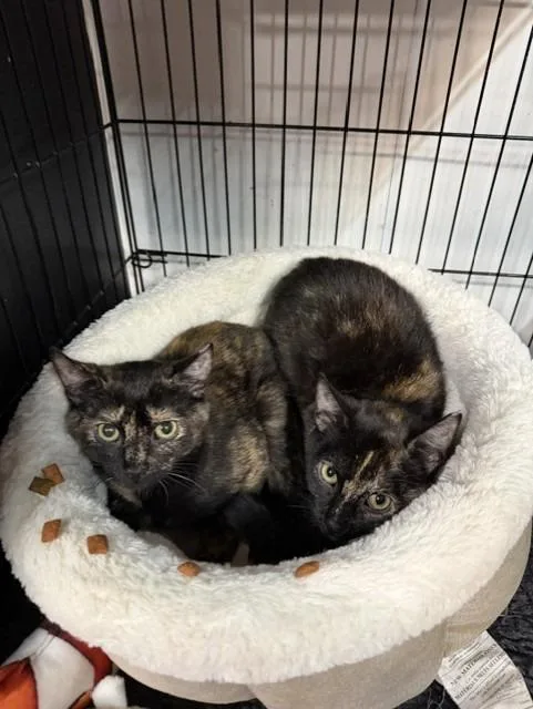 A baby medium-sized female Domestic Short Hair cat named Missy for adoption in Lancaster, PA
