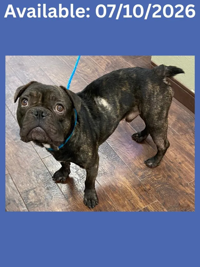 A young medium-sized male Pug dog named Dog Kennel for adoption in Greenville, TX