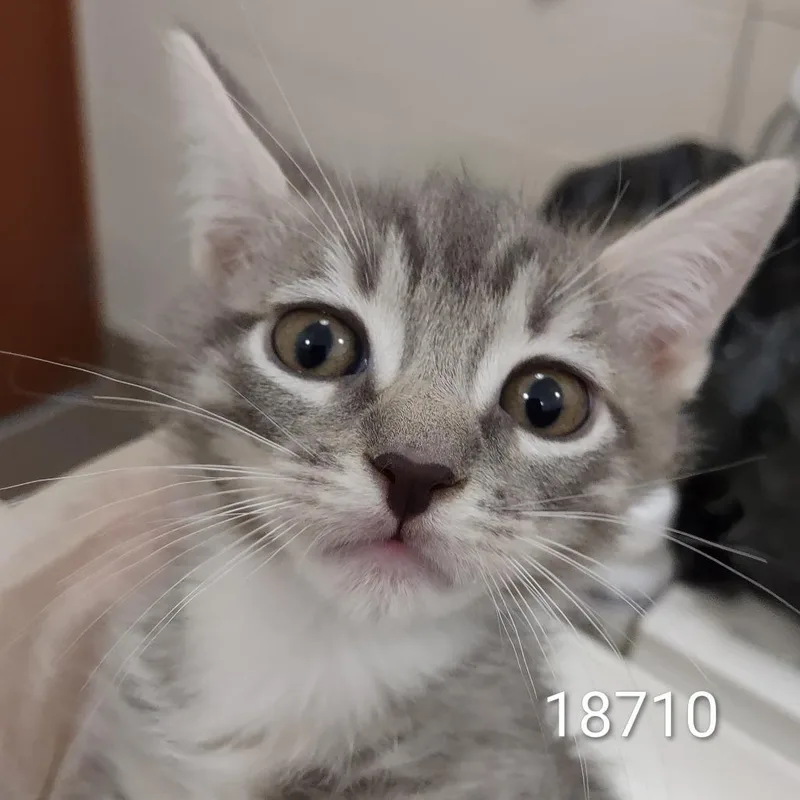 Ali