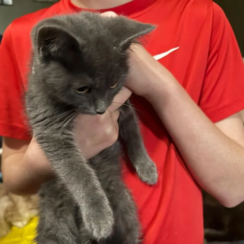 A baby small-sized male Gray / Blue / Silver Domestic Short Hair cat named Jay Jay for adoption in Lancaster, OH
