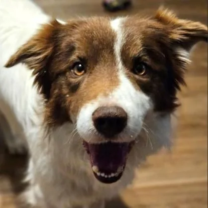 Copper