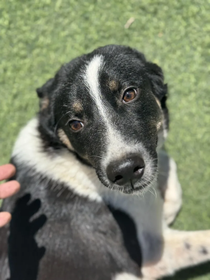 A young medium-sized male Black Canaan Dog named Kulaib the sweet adventurer for adoption in Somerset, NJ