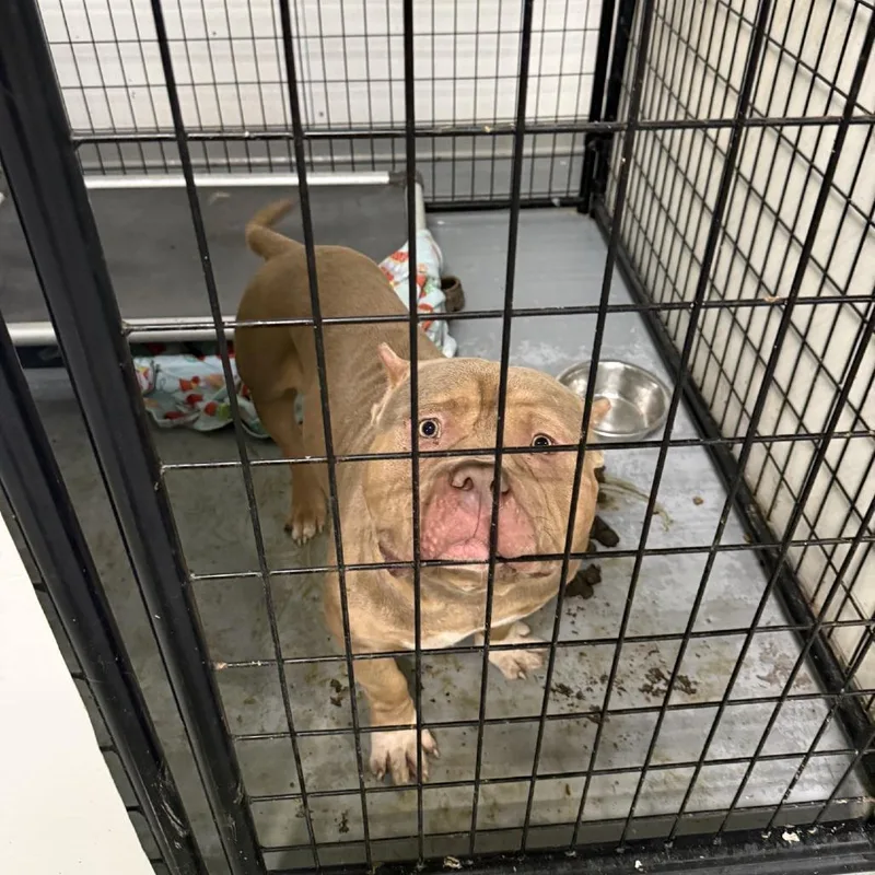 An adult large-sized male Brown / Chocolate English Bulldog dog named Pirate's Booty for adoption in St. Louis, MO
