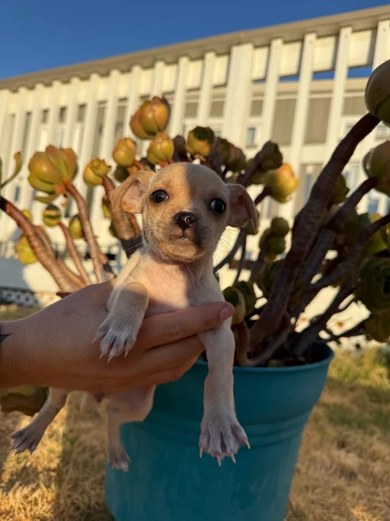 A baby small-sized female Chihuahua dog named Ruffles for adoption in Vacaville, CA