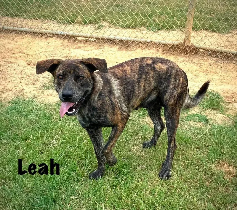 An adult medium-sized female Plott Hound dog named Leah for adoption in Senatobia, MS