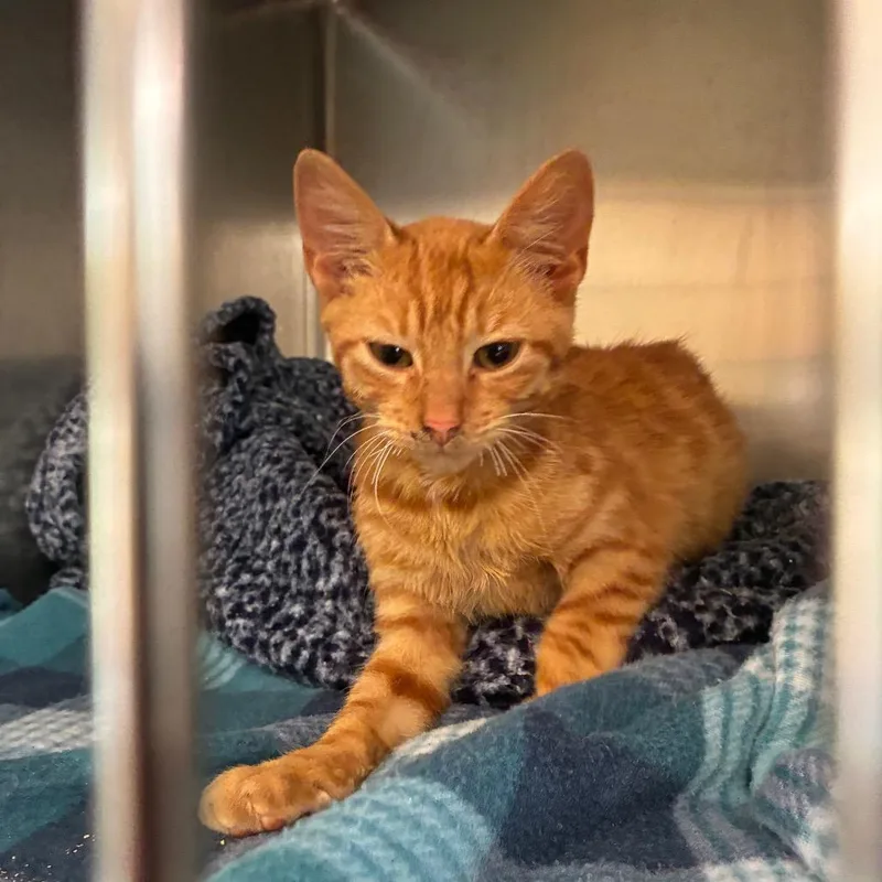 A baby small-sized male Orange / Red American Shorthair cat named Chucky for adoption in Danville, KY