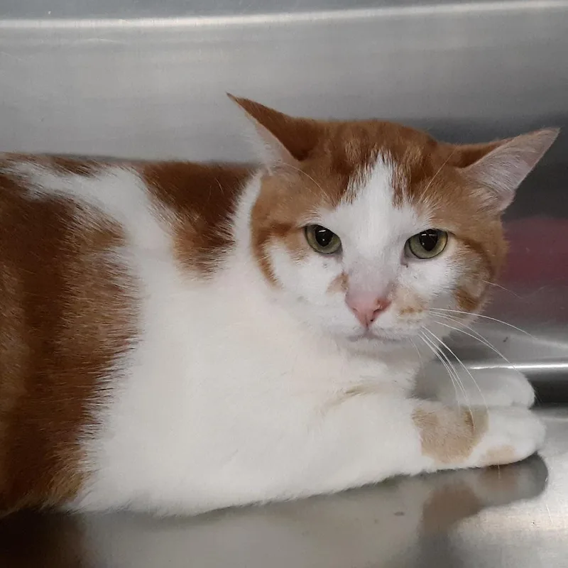 An adult large-sized male Orange / Red Domestic Short Hair cat named Beans for adoption in Spokane, WA