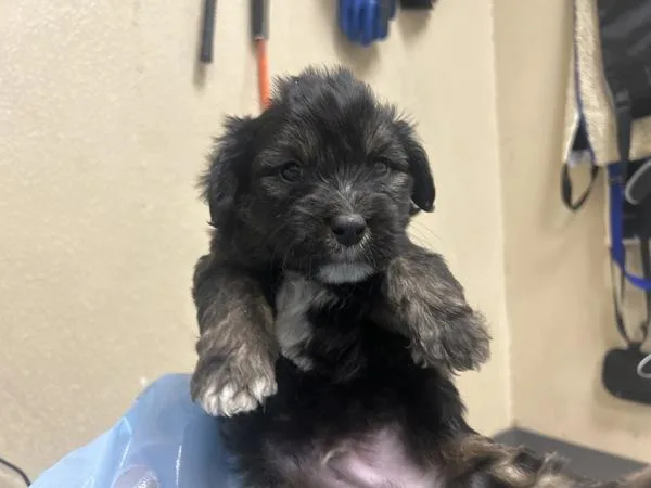 A baby medium-sized male Australian Shepherd dog named Junebug for adoption in San Diego, CA