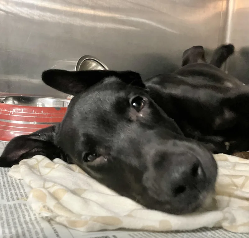 A baby medium-sized male Labrador Retriever dog named Spike for adoption in Parma, OH