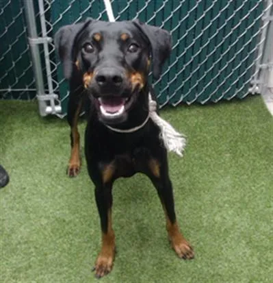 A young medium-sized female Doberman Pinscher dog named Salem for adoption in Downey, CA