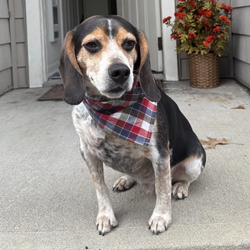 An adult medium-sized male Tricolor (Brown, Black, & White) Beagle dog named Toby for adoption in Stoughton, MA