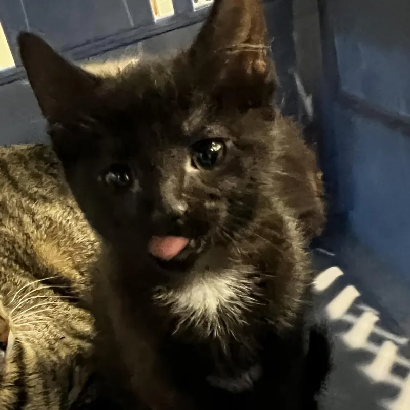 A baby small-sized female Domestic Short Hair cat named Coal for adoption in Allentown, PA