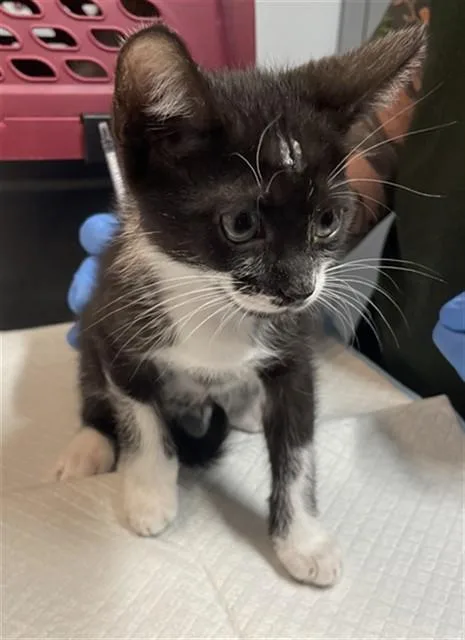 A baby small-sized male Domestic Short Hair cat named Buck for adoption in Tallahassee, FL