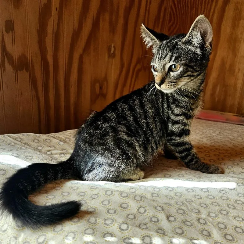 Pete